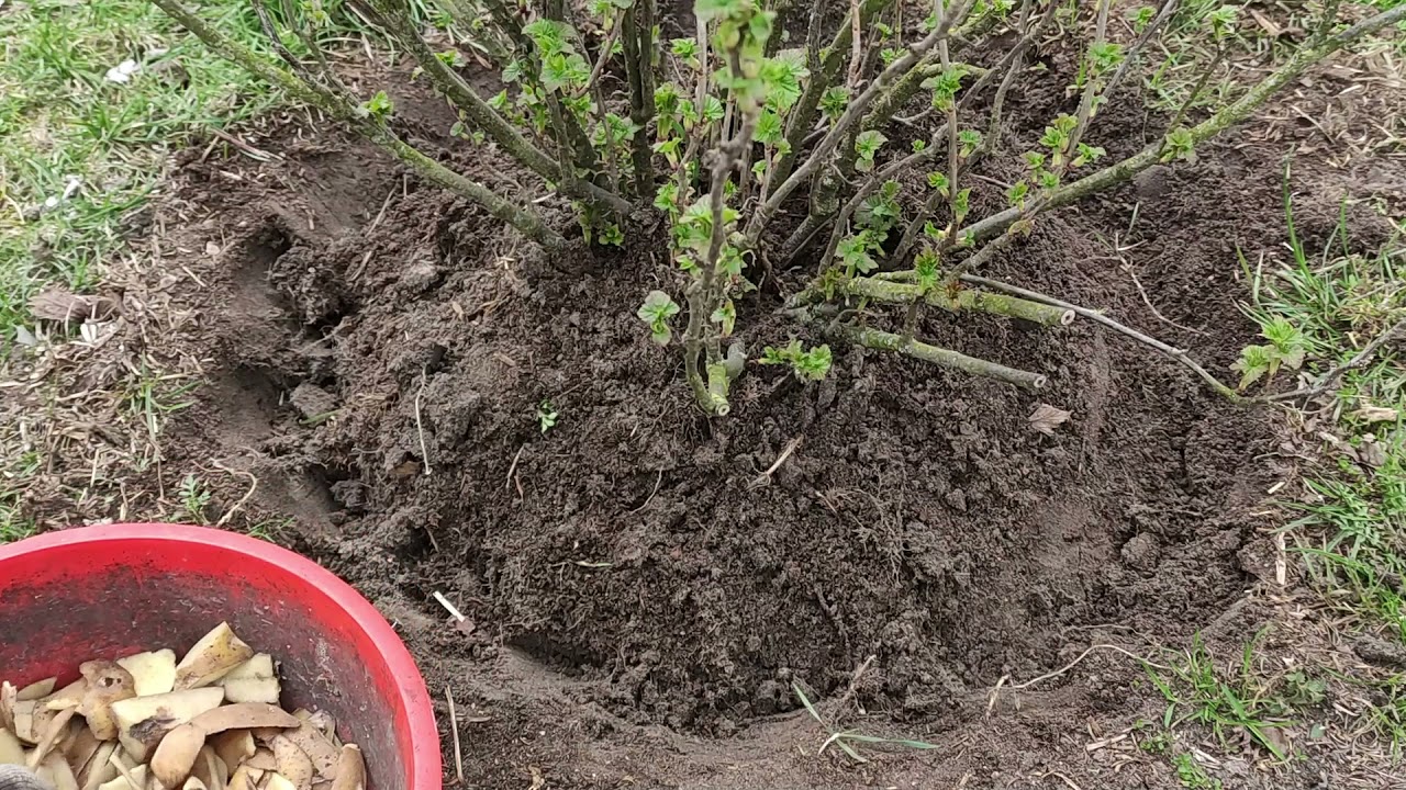 Nawożenie porzeczki obierkami ziemniaków