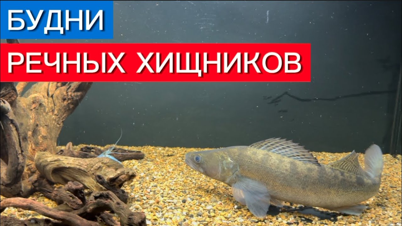 СУДАК ПРОГОЛОДАЛСЯ (НОЧЬЮ). НОВЫЕ ЖИВЦЫ.