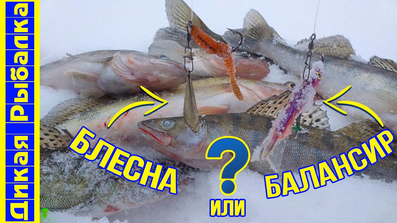 Зимняя рыбалка на судака. Что лучше: блесна или балансир? Ловля хищника при -20°C