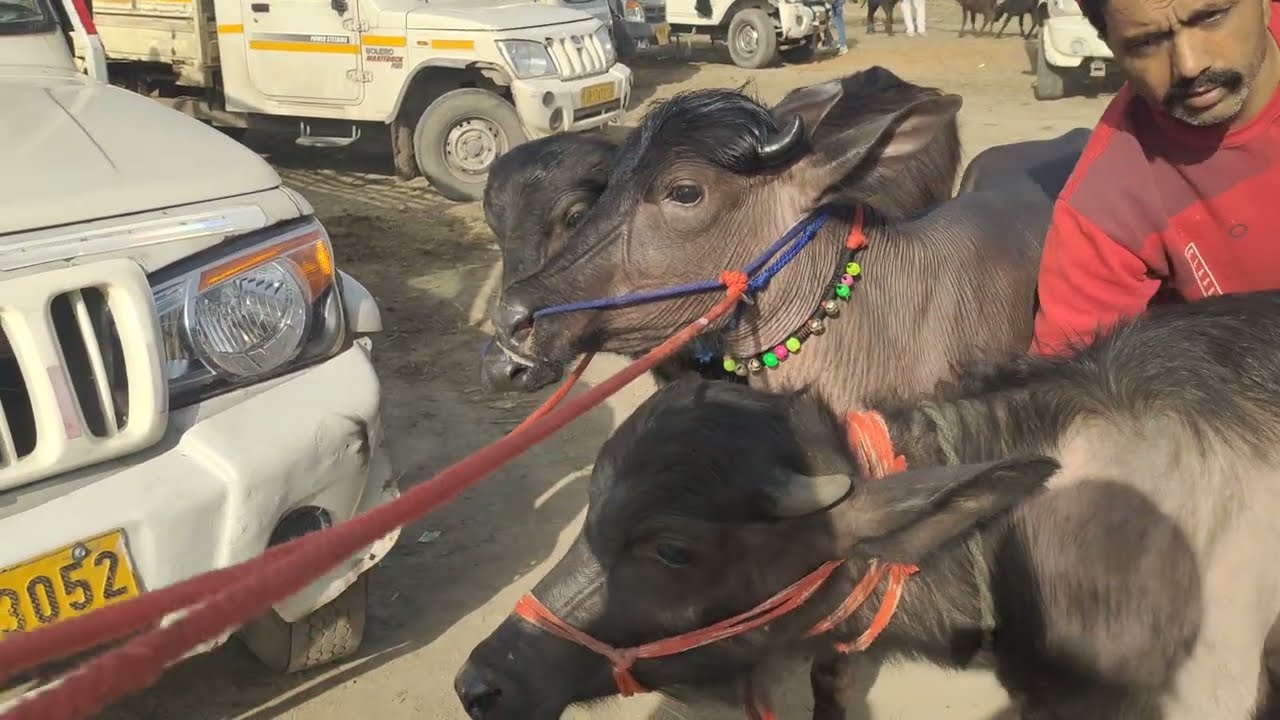 17/03/2026 Sardhana madhayi pashu paith 