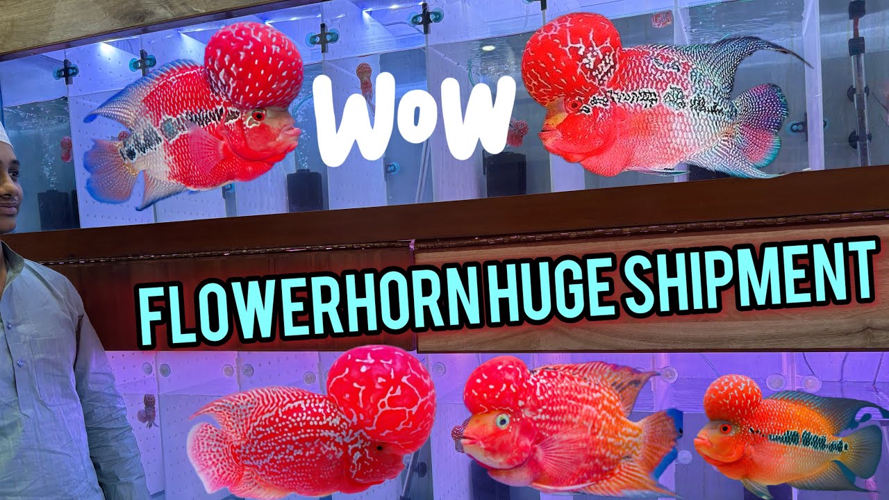 2026 MZ Mazid FLOWERHORN Stock Top Premium Quality SRD Available Best Rates 
