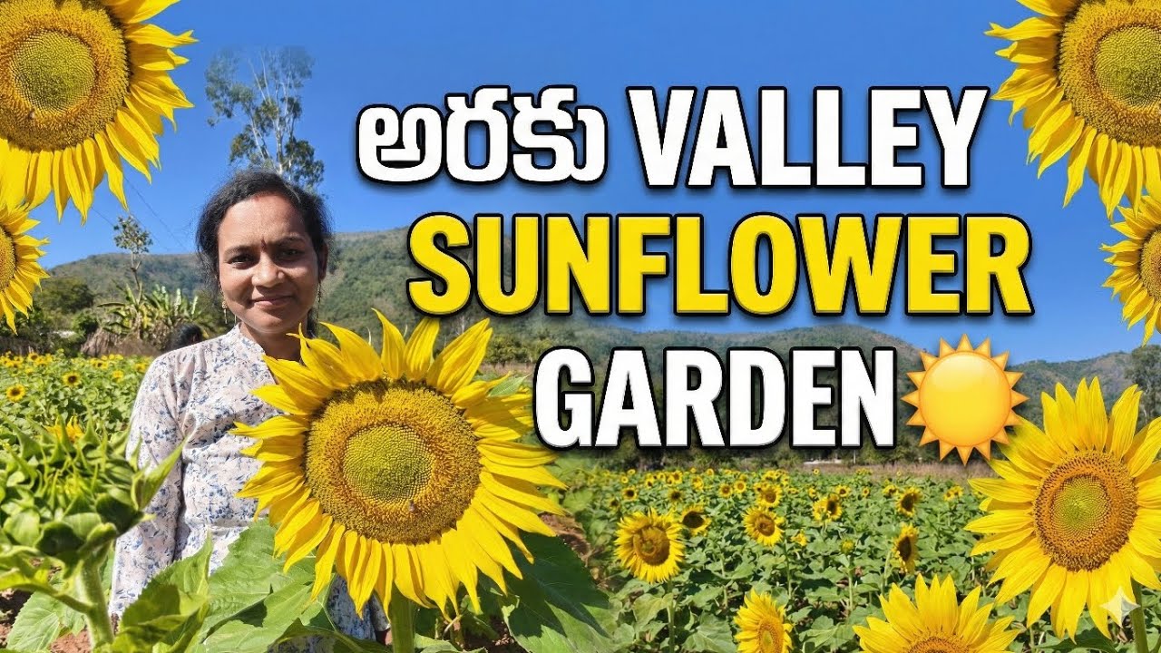 అరకు valley sunflower🌻 Garden 🌞