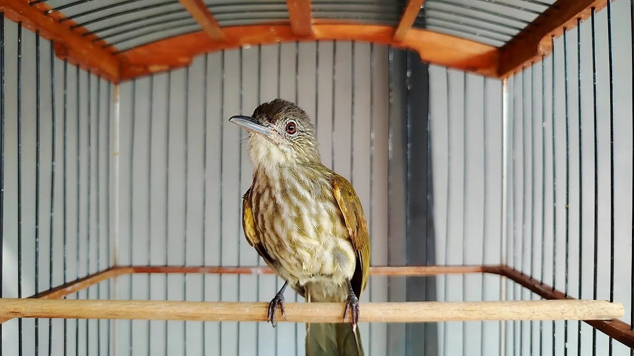 MASTERAN BURUNG CUCAK RAWIS/BAYEMAN GACOR SUARA KERAS DAN JERNIH