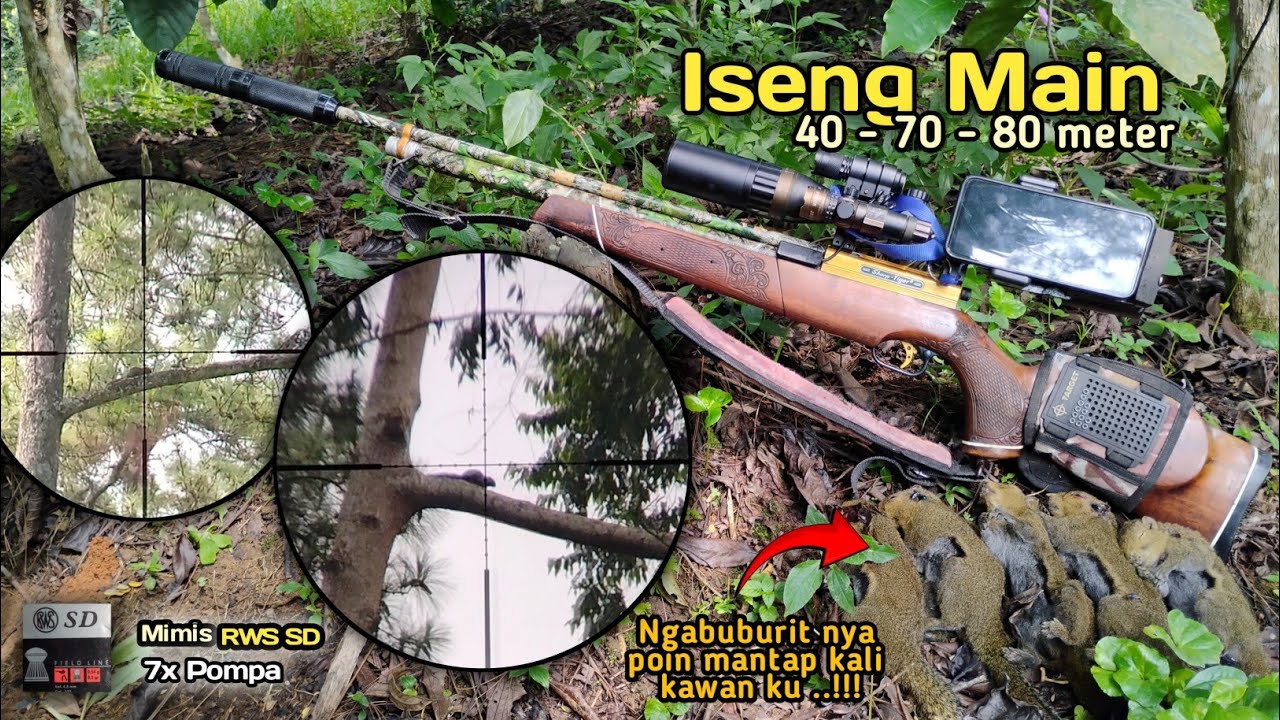NGABUBURIT‼️Sharp Tiger ngebolang bajing lagi kawan | hunting / Berburu | poin tupai mantap 