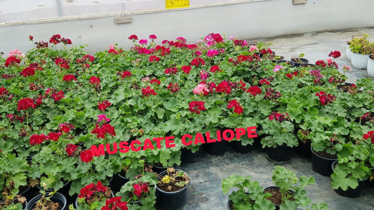 MUSCATE CALIOPE, ÎNMULȚIRE PRIN BUTASI