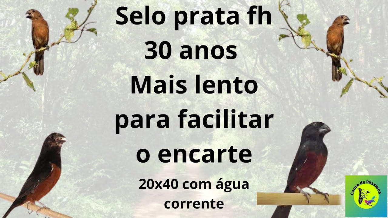 Selo Prata 30 anos FH mais lento com repeti&ccedil;&atilde;o 20 x 40 com  &aacute;gua corrente