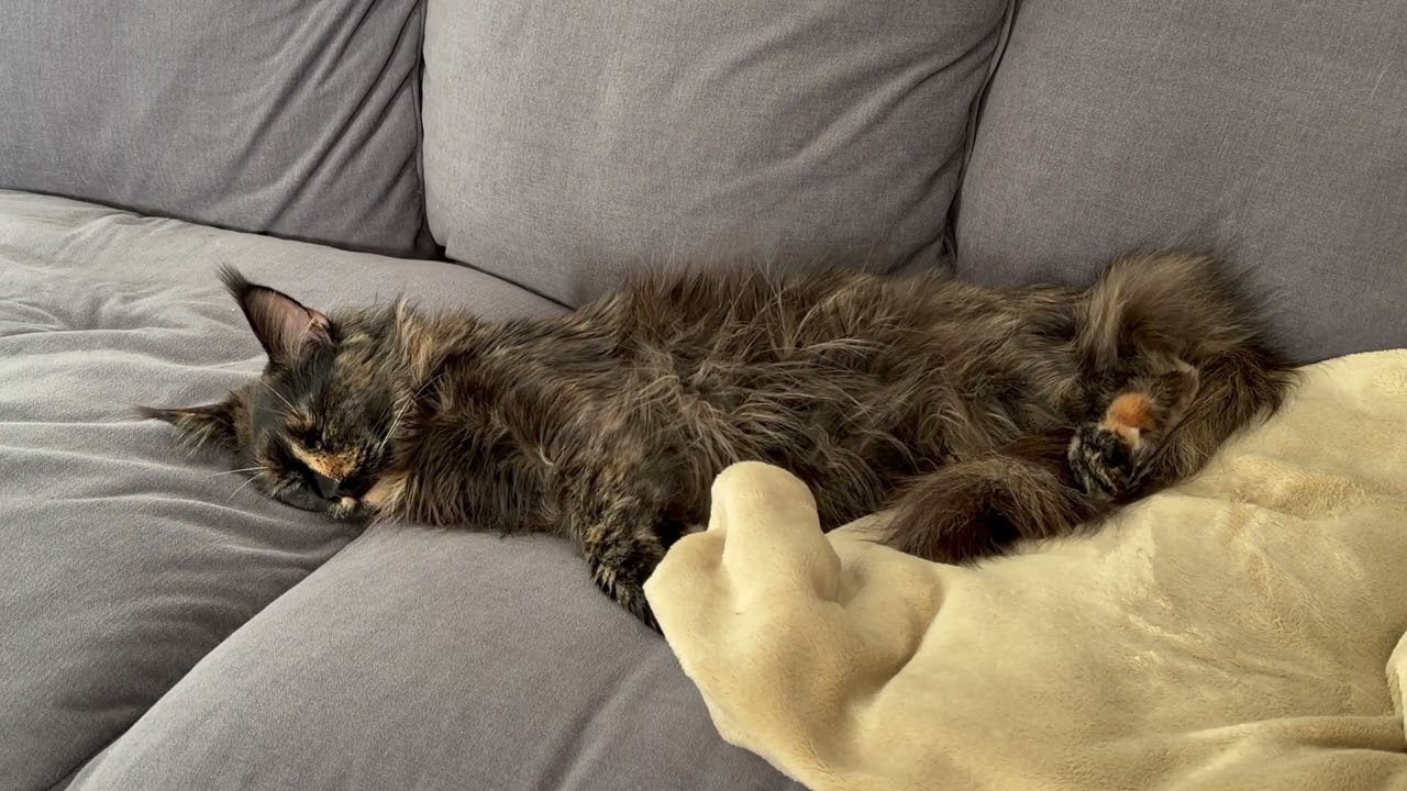 Tiny boss with big attitude 🇸🇪 Nala Swedish Cat [ Maine coon ]