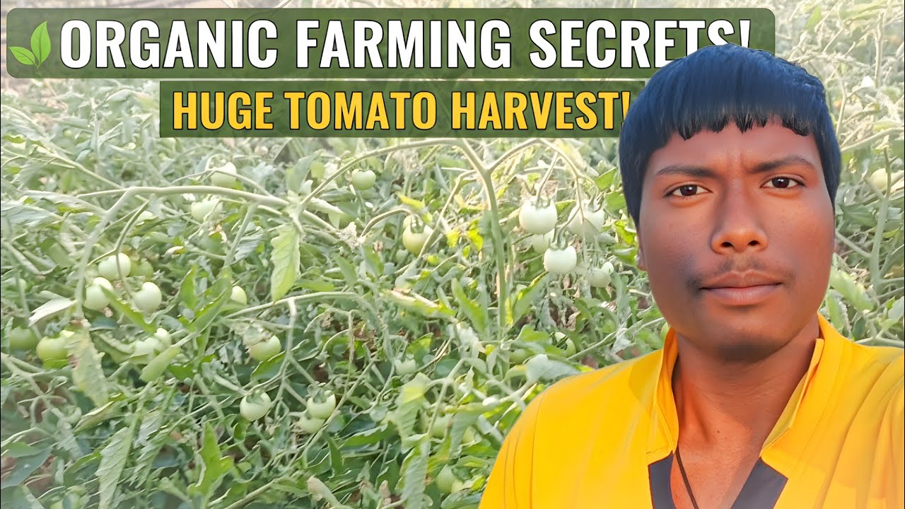 घर की खेती से टमाटर की बंपर फसल 😍 | Village Farming