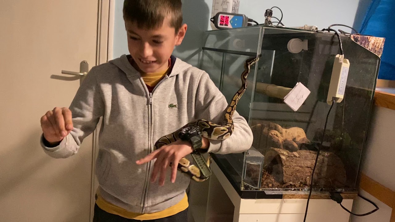 Python royal (partie 1)
