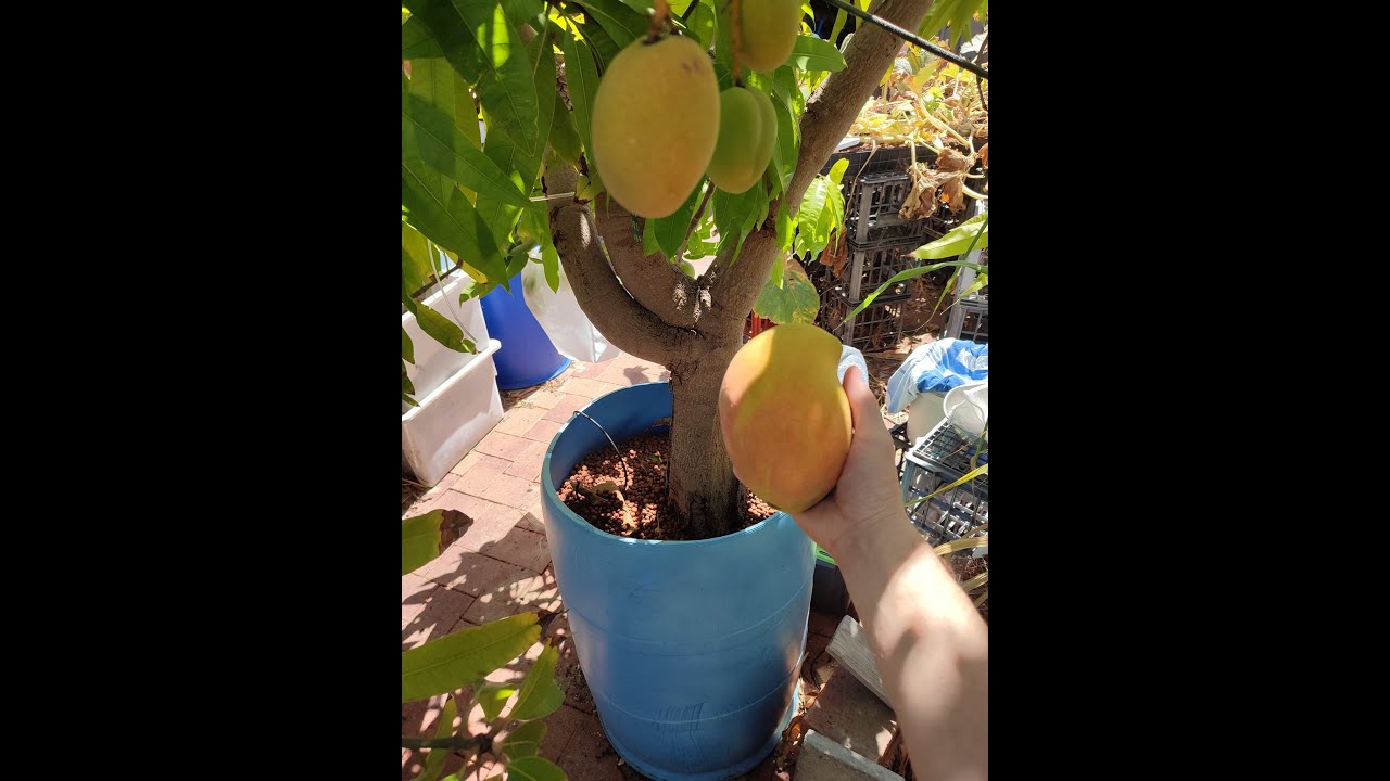Growing a Mango Tree Hydroponically (System Overview)