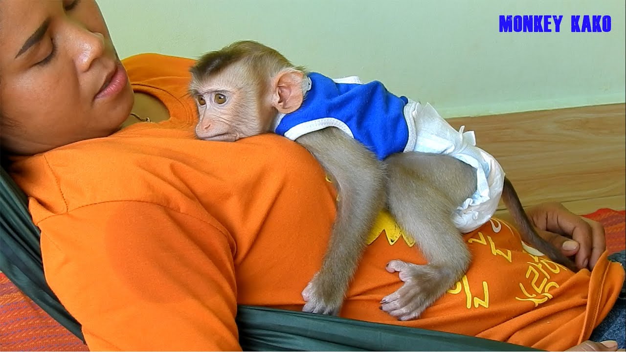 Cute Monkey, Mom Take Care Baby Monkey Luna Sleeping Well On Hammock
