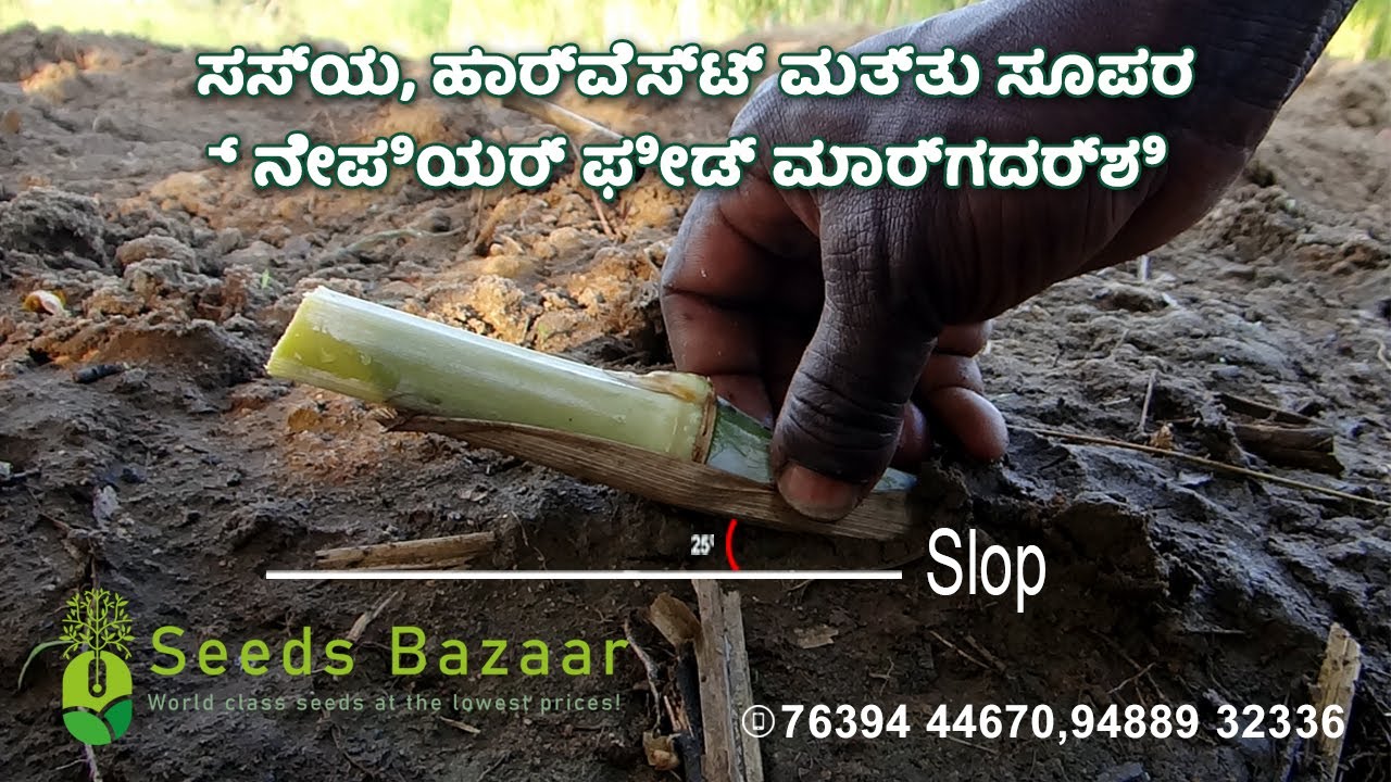 ಸಸ್ಯ, ಹಾರ್ವೆಸ್ಟ್ ಮತ್ತು ಸೂಪರ್ ನೇಪಿಯರ್ ಫೀಡ್ ಮಾರ್ಗದರ್ಶಿ.How to planting super napier in Kannada.