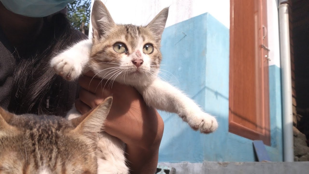 adorable indian street cat #LifeinNature #cutecats #funnycat #kitten #streetcats #catlover #cats