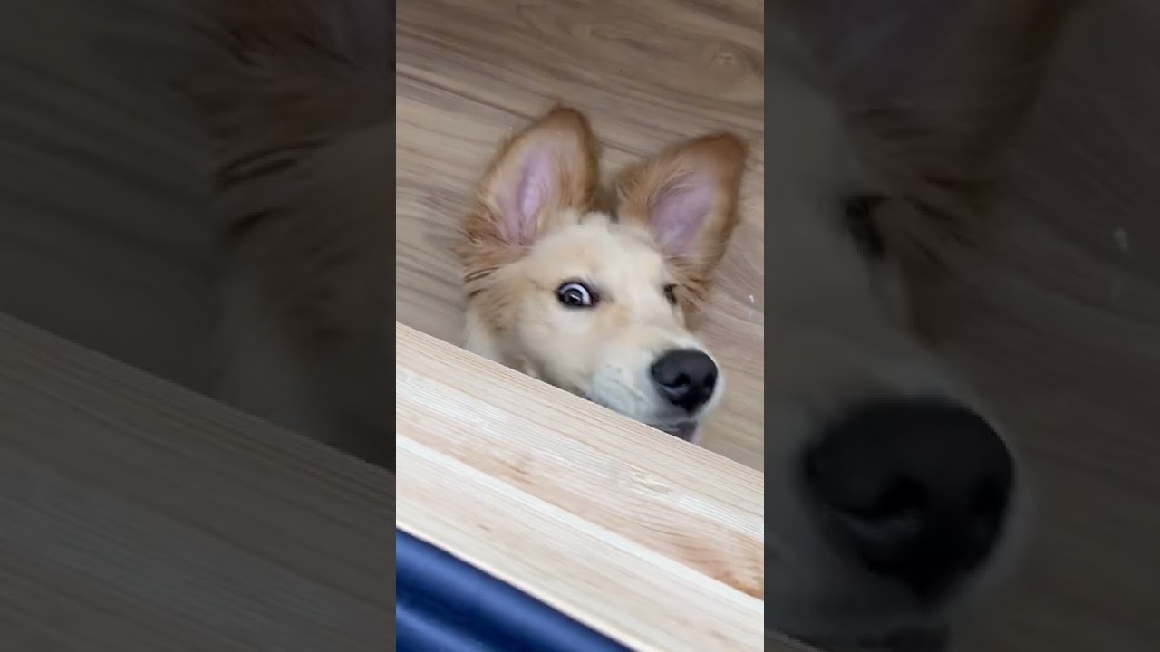Young dog has crazy eyes 🤪😳