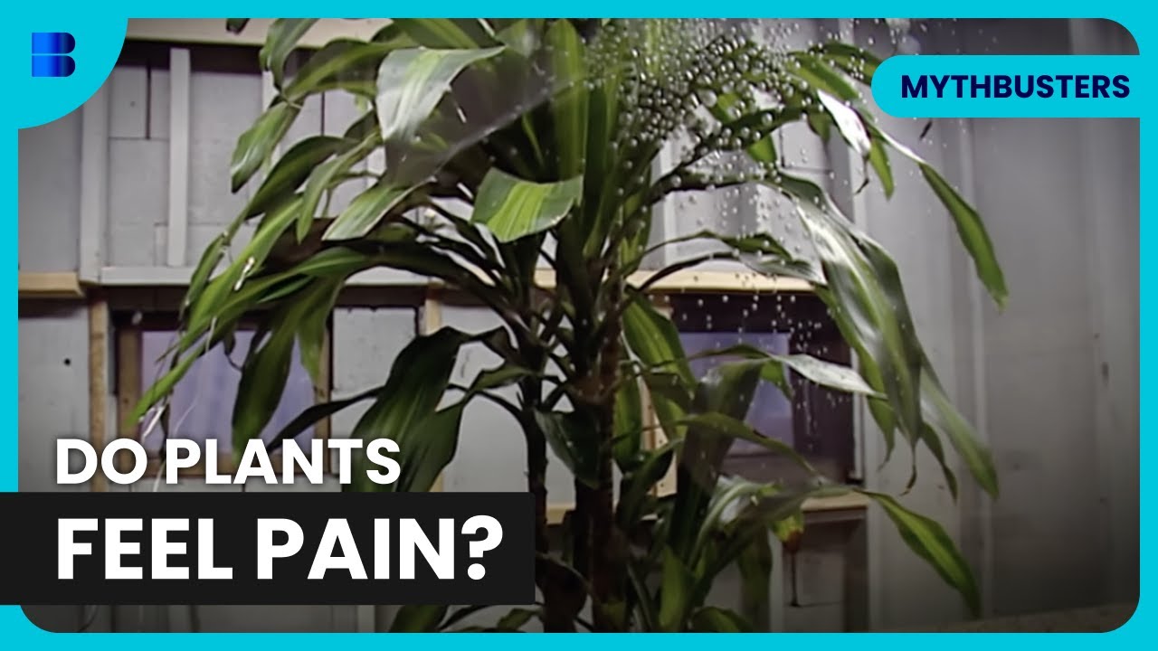 Do Plants Feel Pain? - MythBusters - Science Documentary