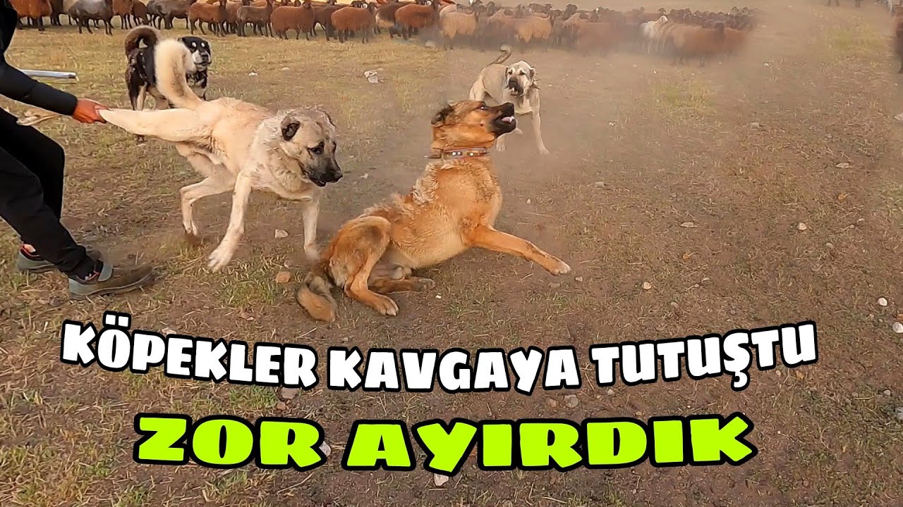 Овчарки дерутся — плато в Турции