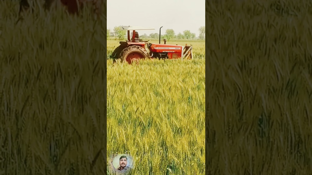 Punjab government launches action against illegal occupation mafia Tractor for farming #ytshorts