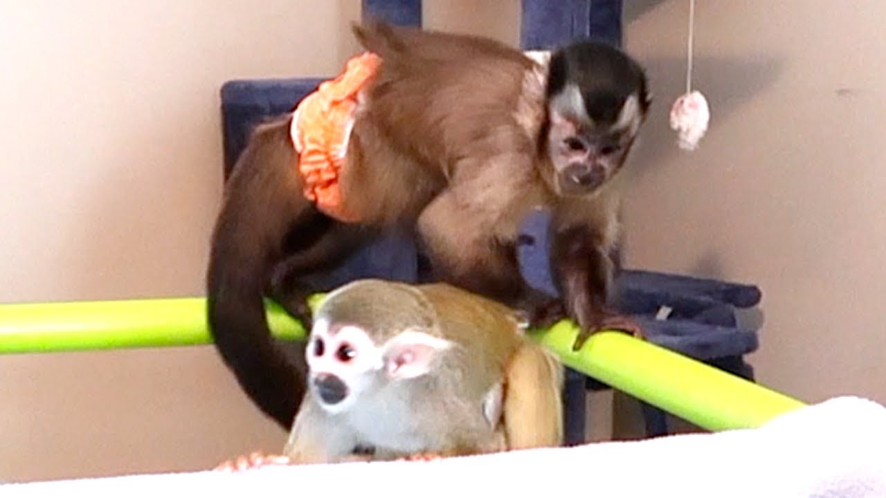 Baby Monkey Playdate! (SATURDAY FUN)