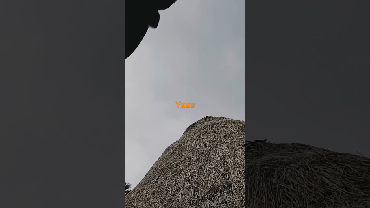 Aaya gaya YAAS Aaya gaya ||WhatsApp Status video|| cyclone  YAAS, Be safe from Cyclone YAAS