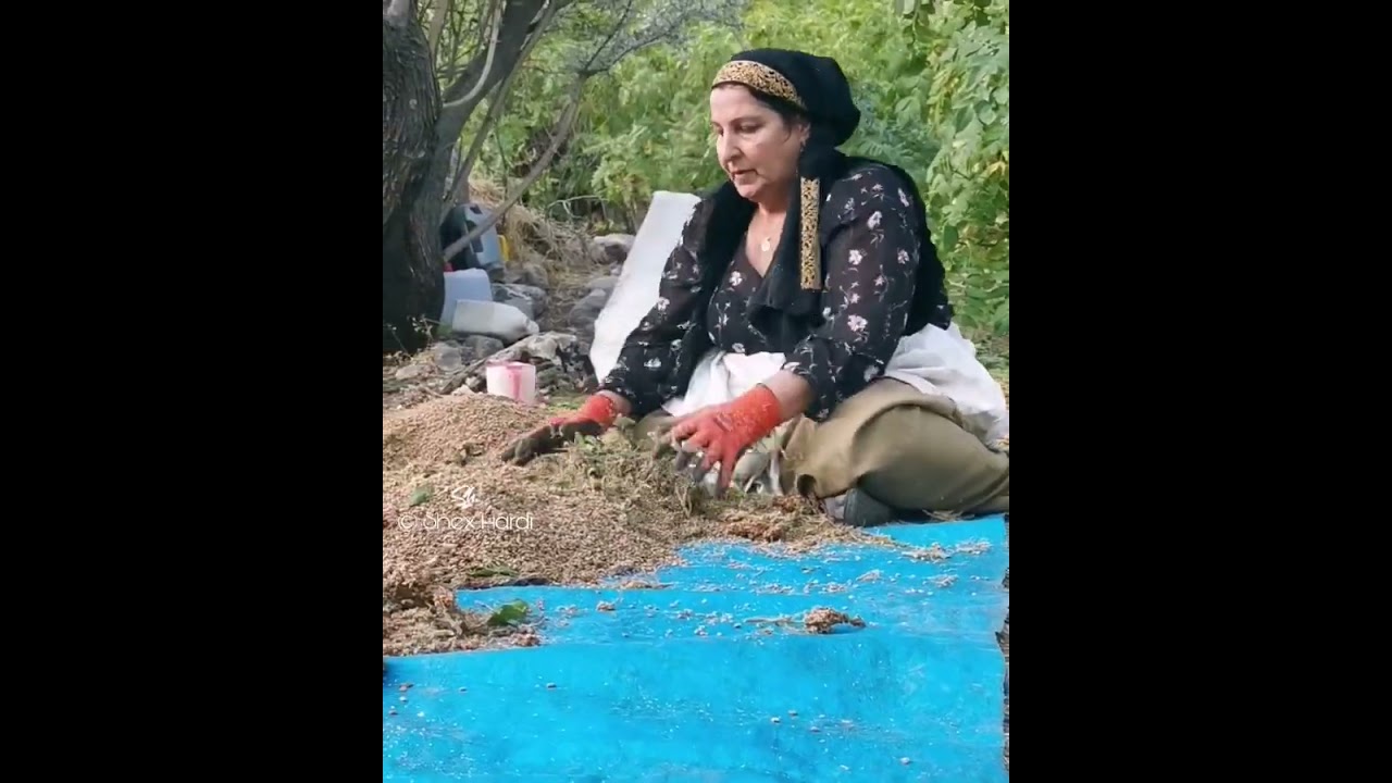 گوندی چنارنە ـ وەرزی ترش شکاندنەوە