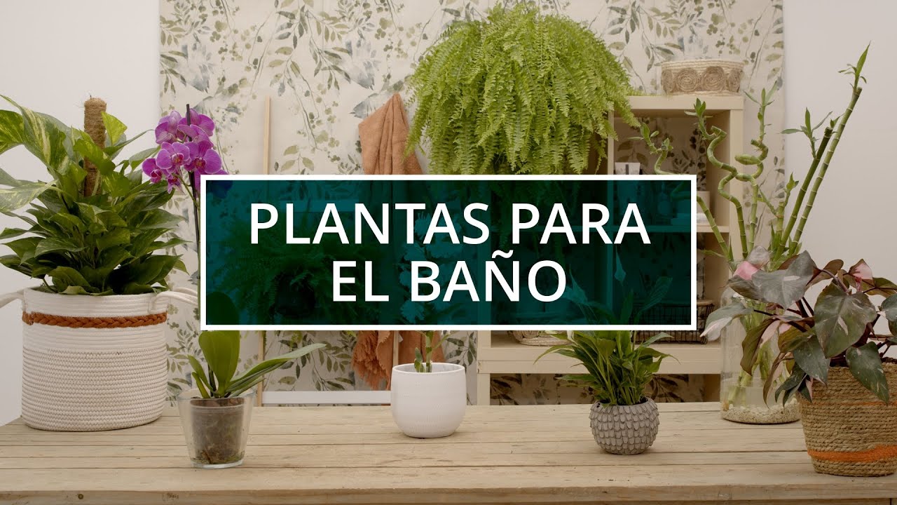 Plantas para el ba&ntilde;o | Verdecora