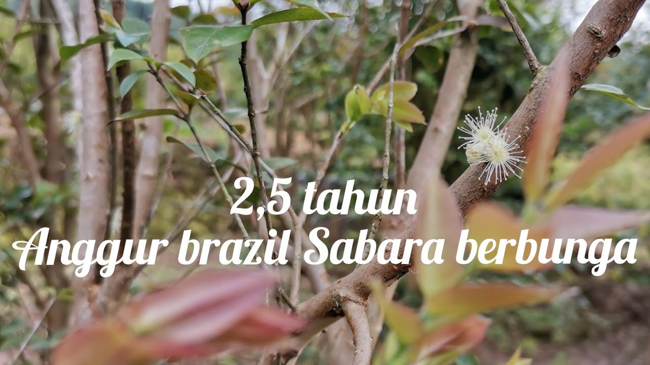 anggur brazil Sabara 2,5 tahun BERBUAH#anggurbrazil#berbuah#anggurbrazilmajalengka