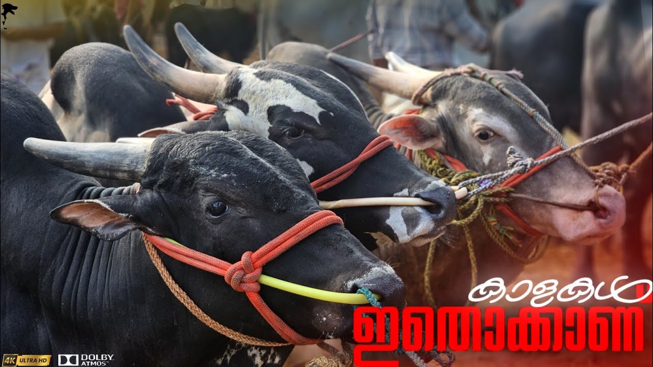 🐂ഇതോക്കാണ് കാളകൾ💸വില്പനക്ക് ചന്തയിൽ എത്തിയത് Chattipparamba Chanda | Bull market Kerala|kaala chanda