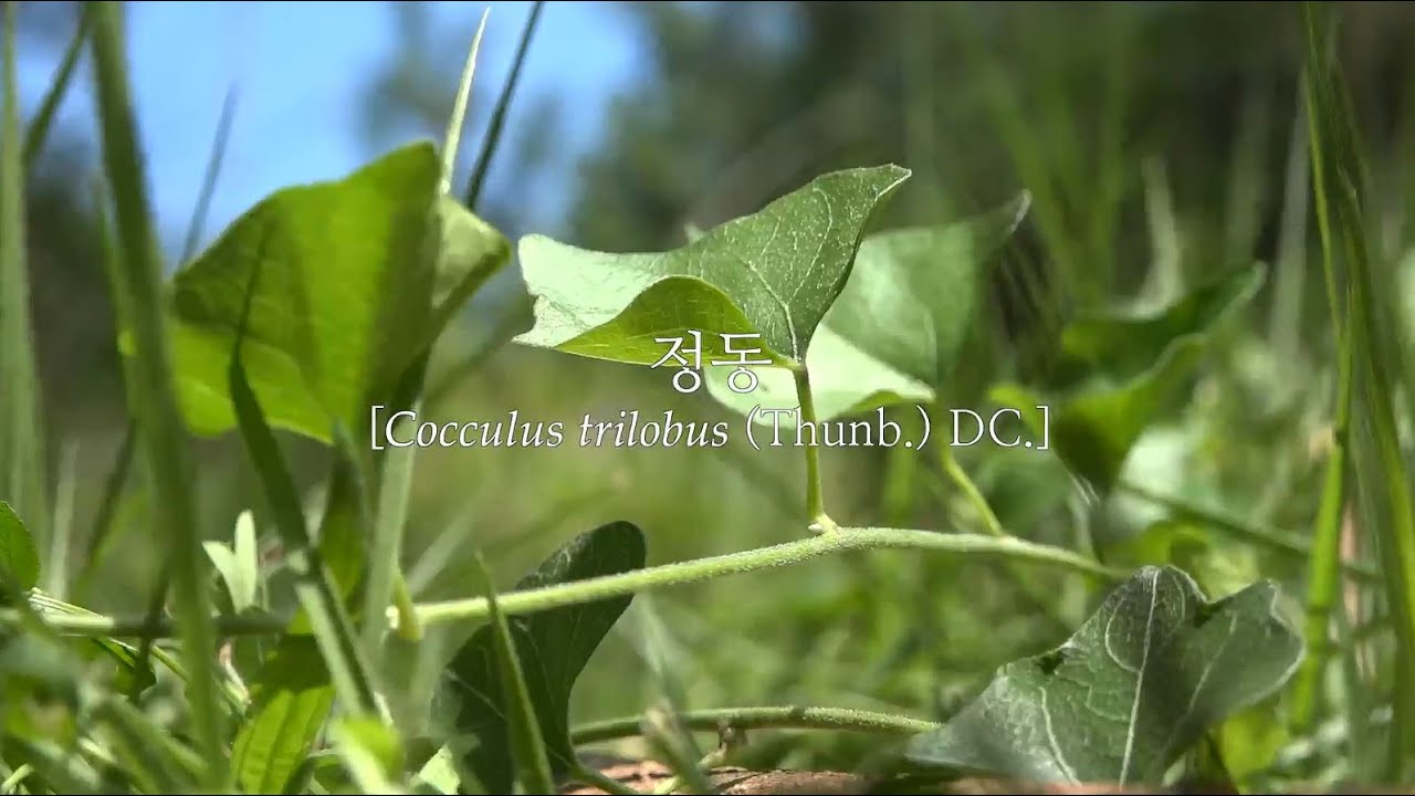 [SeMoCA 초경공예] 정동(댕댕이덩굴, Cocculus)