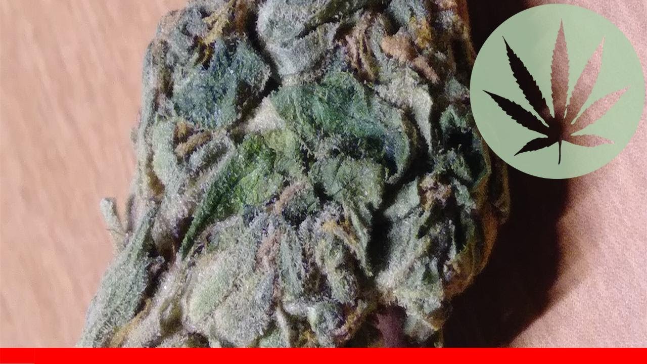 Sweet Tooth - All About This Strain
