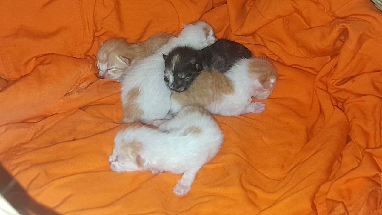 They are so cute, The tiny kittens were born today