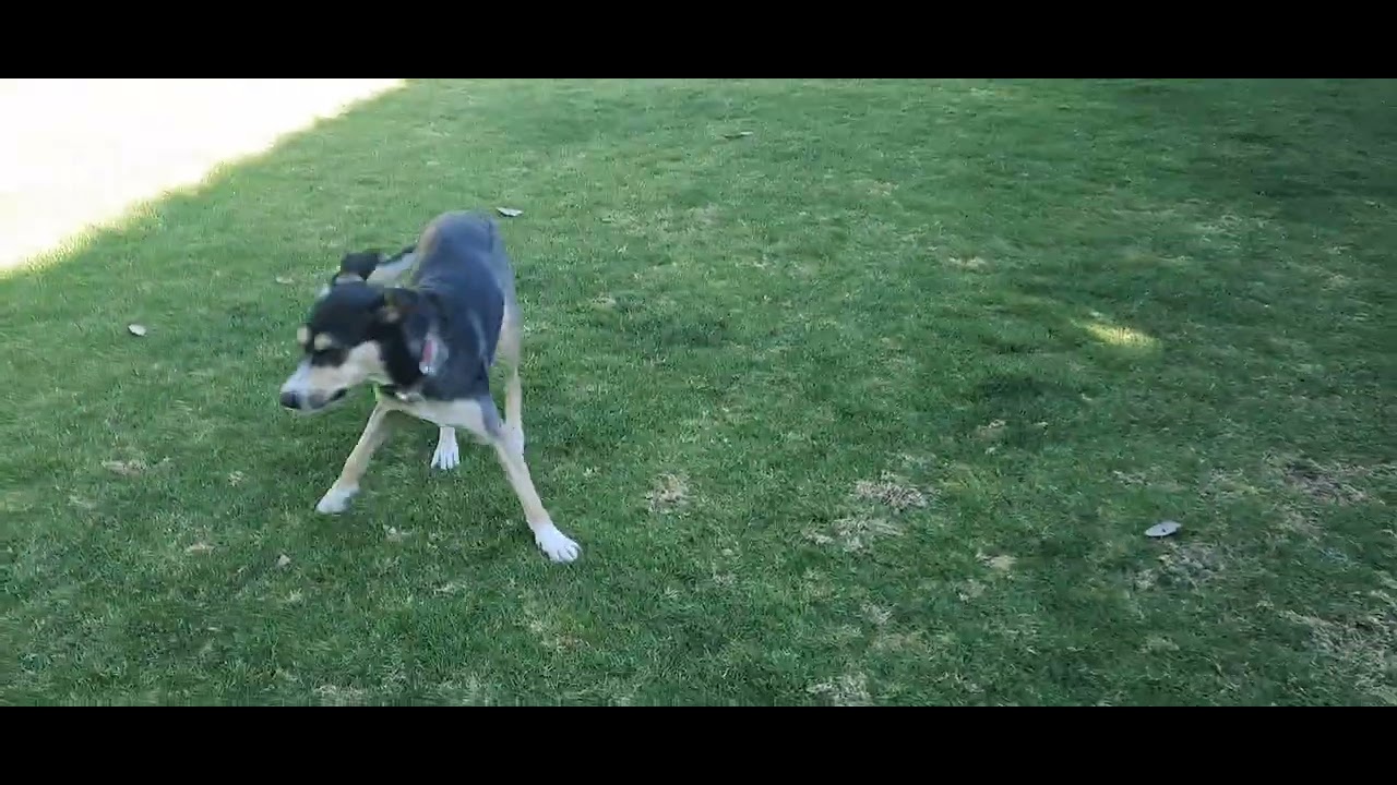 Nala, Bonnie