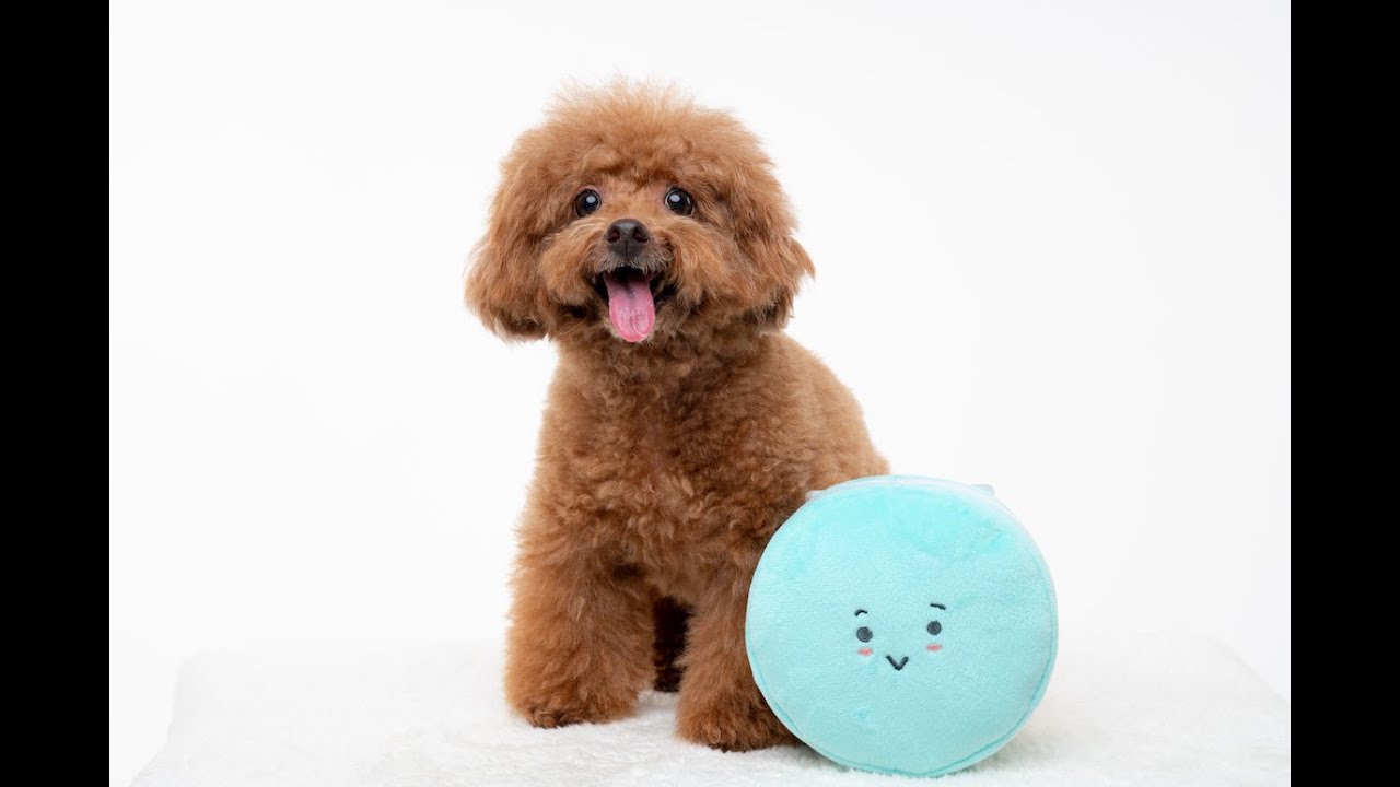 Hey Cuzzies HideNSeek Macaron Interactive Dog Toy