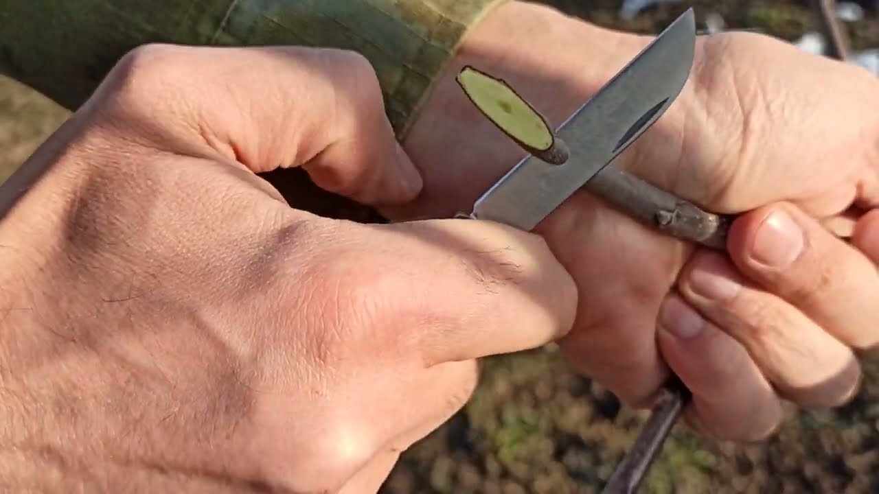 Прививка Яблони Зимой и Результат