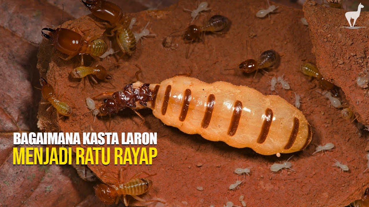Rayap: Bukan Sekadar Hama, Pasukan Rahasia di Bawah Tanah yang Mengubah Dunia