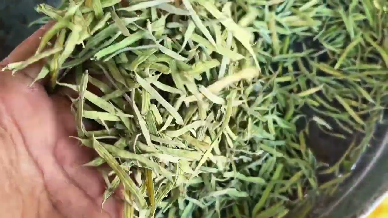 gwarfali video