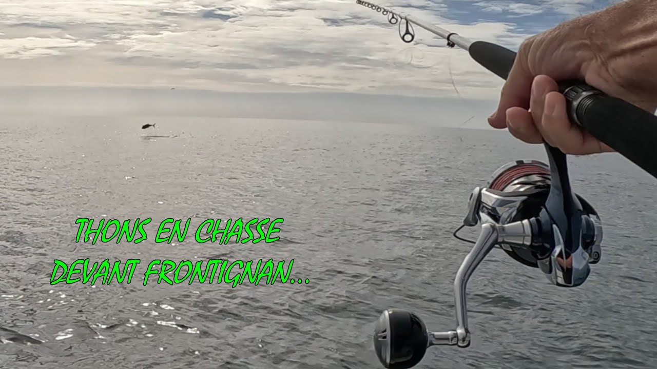 Thons en chasse non-stop devant Frontignan