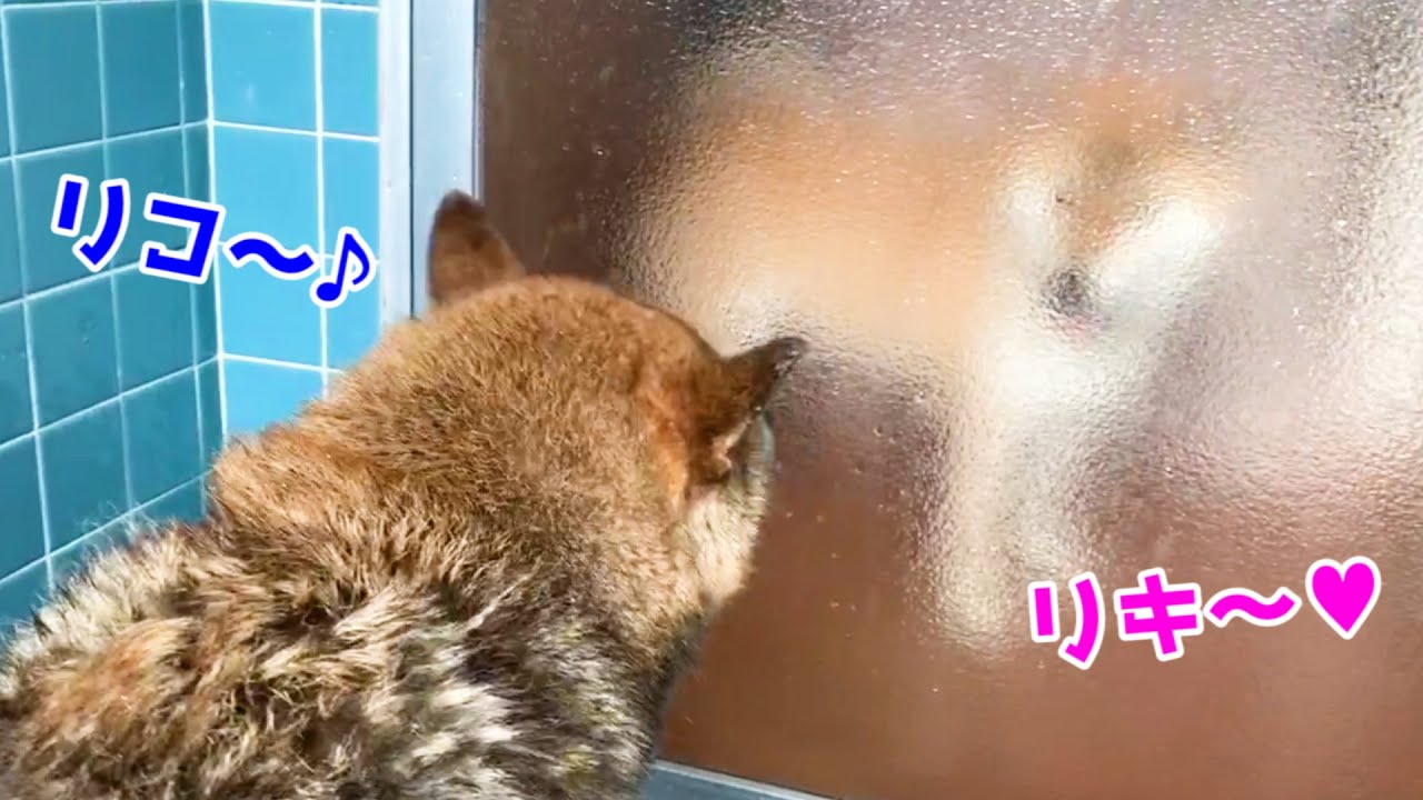 柴犬のお風呂の様子を見に来る柴犬と妹猫♡次はあたちの番？の顔のお姉ちゃん猫達　Cats come to see the shiba inu shampoo