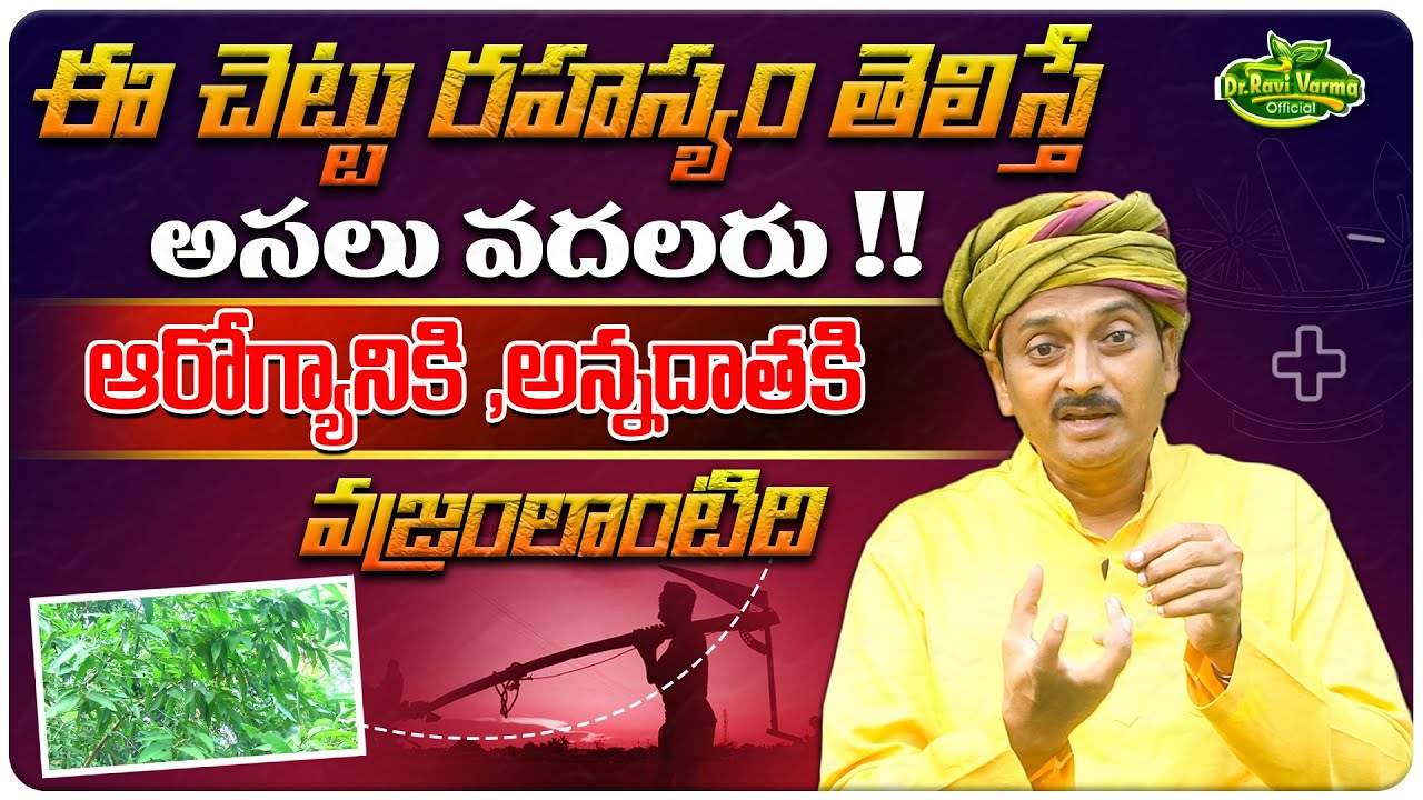 ఈ చెట్టు రహస్యం తెలిస్తే అసలు వదలరు ఆరోగ్యానికి ,అన్నదాతకి వజ్రంలాంటిది | Dr.Ravivarma Official
