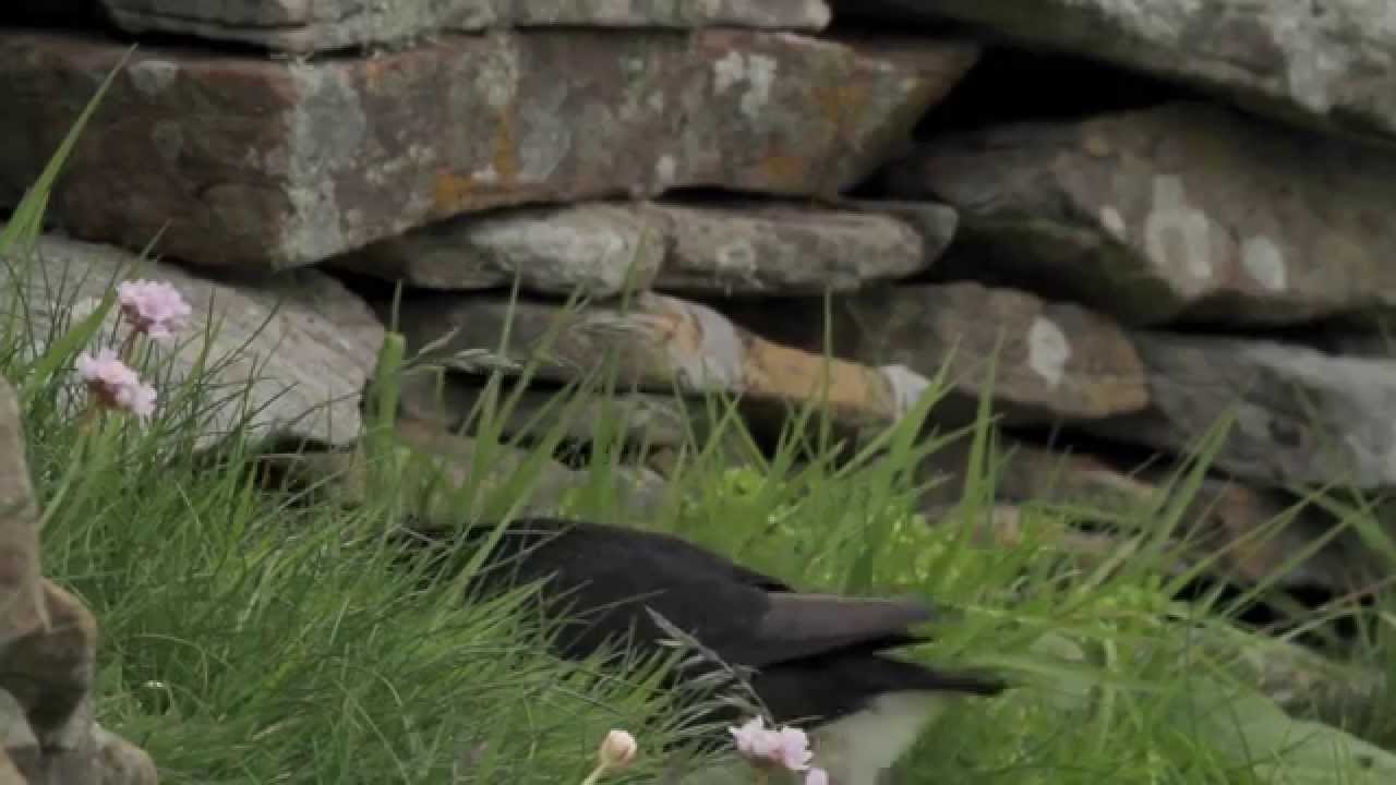 Seabird City
