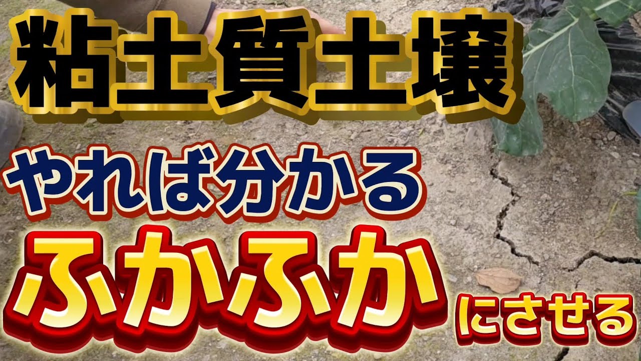 【粘土質】ふかふかにさせるにはコレやって！！粘土質には〇〇が大切です。作物の成長が良くなる資材とは？