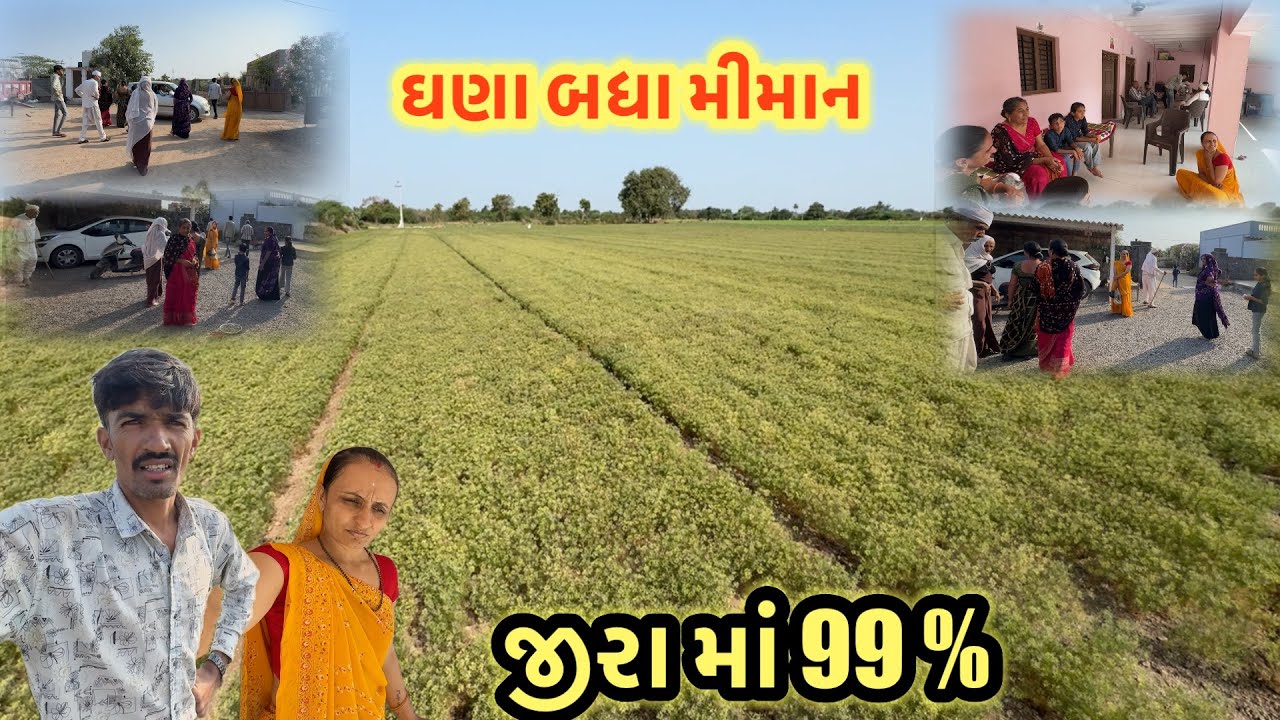 જીરા મા 99 % મીમાન ની અવર જવર 