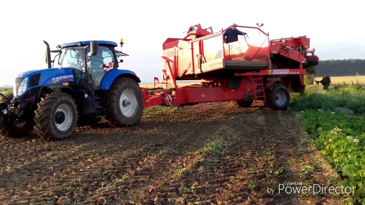Arrachage des pommes de terre