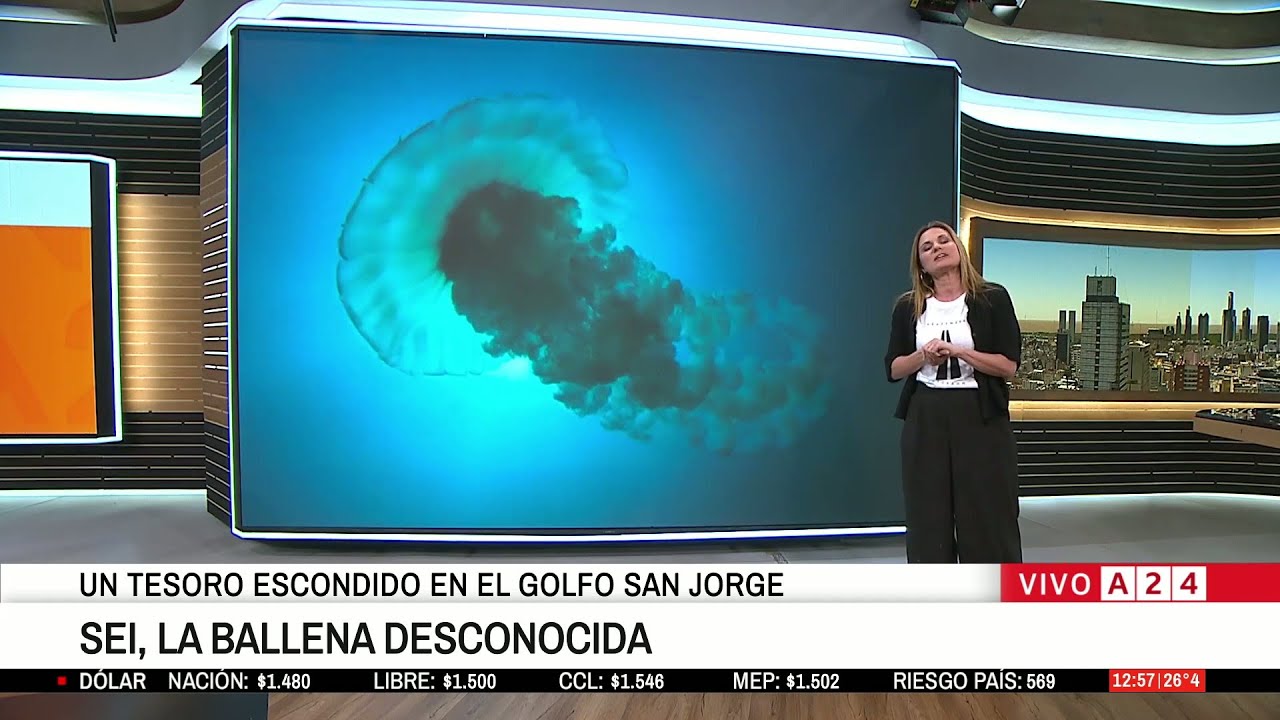 🐳 SEI, LA BALLENA DESCONOCIDA: UN TESORO ESCONDIDO EN EL GOLFO DE SAN JOSÉ