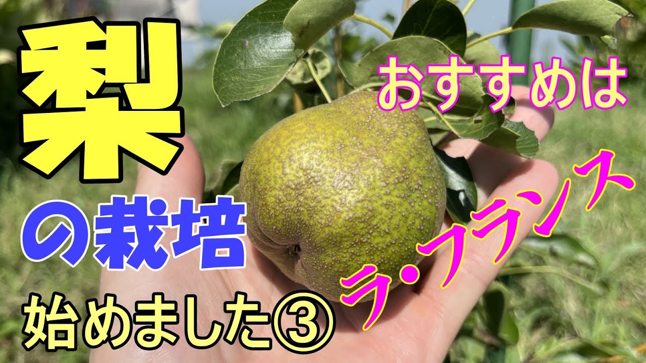 梨の栽培始めました③育ててわかったおすすめ品種はラ・フランス