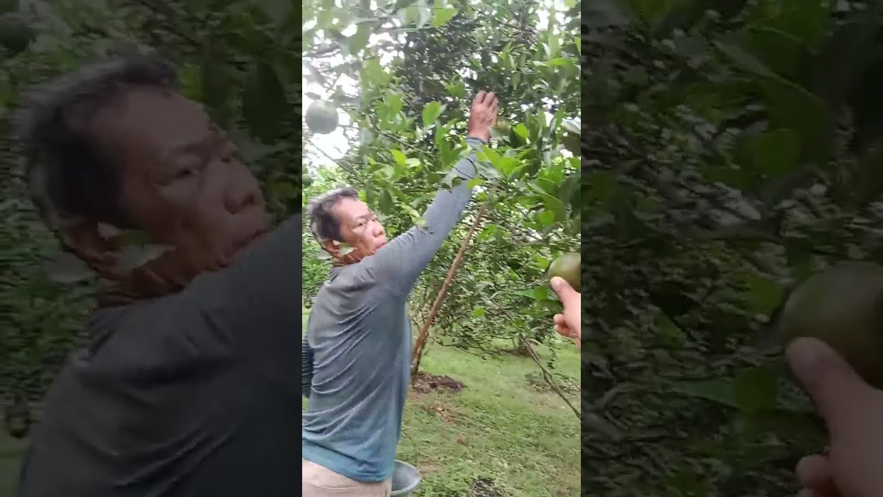 Beli jeruk langsung ke kebunnya