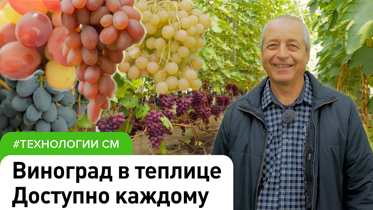 Основы выращивания винограда в теплице #садовыйэксперт