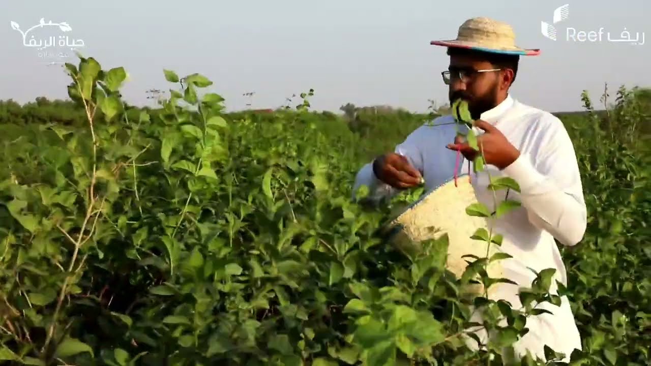 من أبو عريش أرض الفل والكادي  (عطور من مزرعتي)