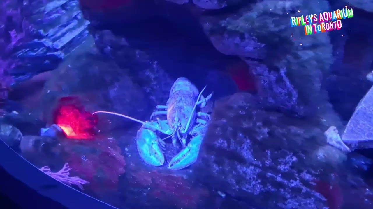 A Journey Beneath the Waves: Our Visit to Ripley’s Aquarium #The6ix #DowntownToronto 