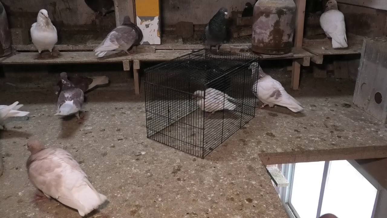 Cómo acostumbrar la paloma a nuevo palomar