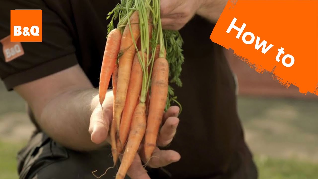 How to grow & harvest carrots